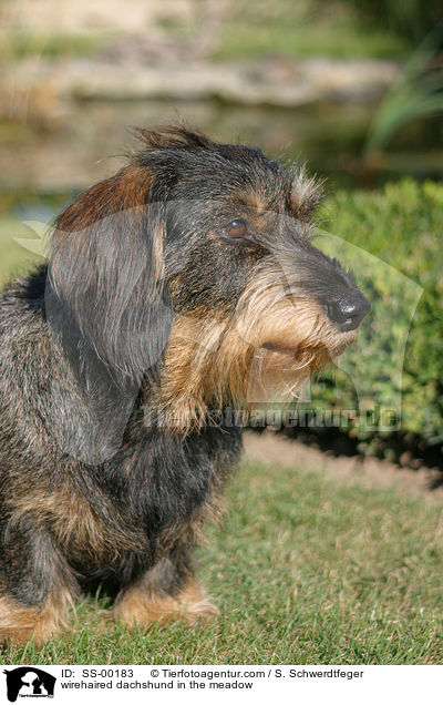 wirehaired dachshund in the meadow / SS-00183