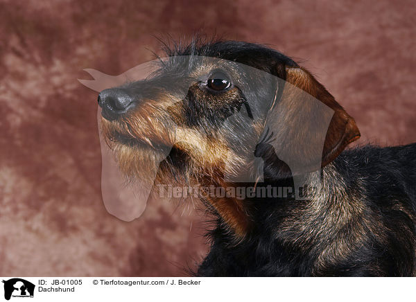 Rauhaardackel / Dachshund / JB-01005