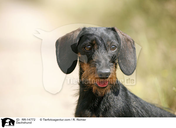 Dackel / Dachshund / RR-14772