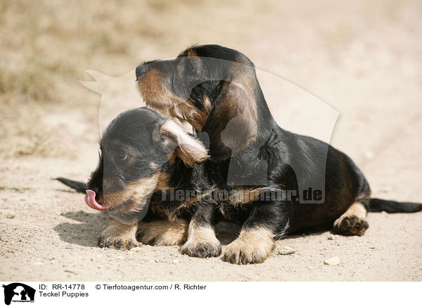Dackel Welpen / Teckel Puppies / RR-14778