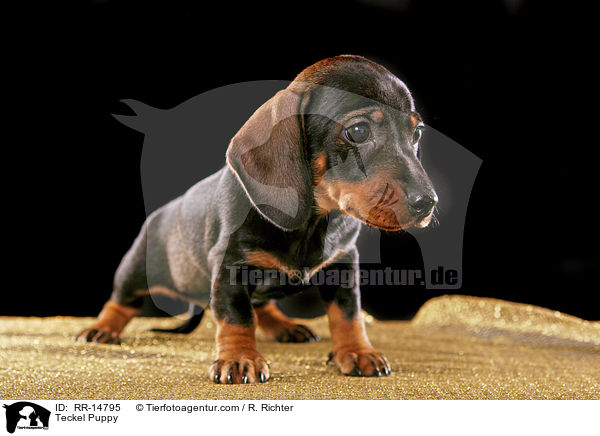 Rauhaardackel Welpe / Teckel Puppy / RR-14795