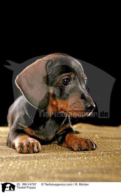 Rauhaardackel Welpe / Teckel Puppy / RR-14797