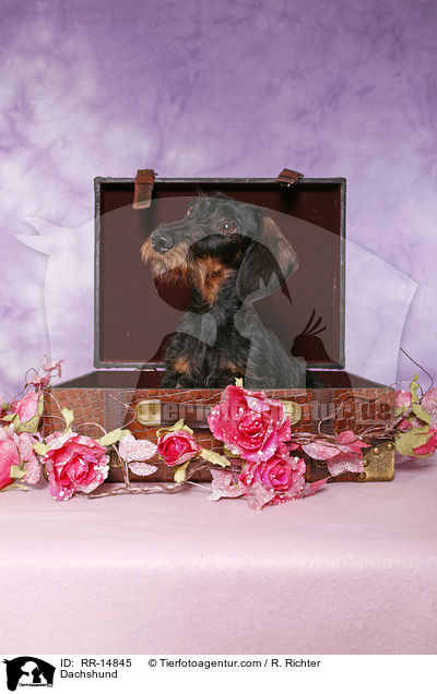 Dackel / Dachshund / RR-14845