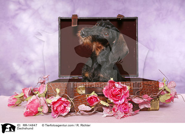 Dackel / Dachshund / RR-14847