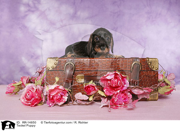 Rauhaardackel Welpe / Teckel Puppy / RR-14850