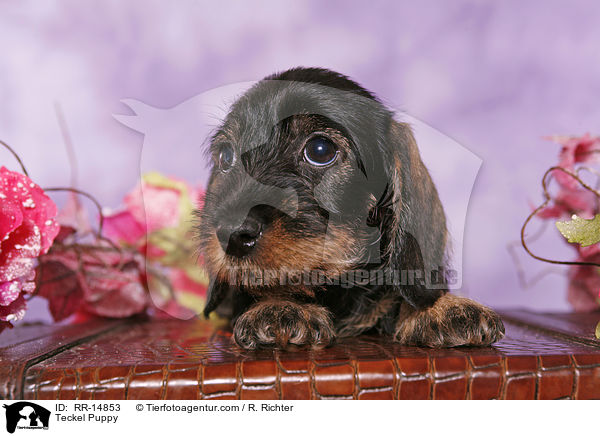 Rauhaardackel Welpe / Teckel Puppy / RR-14853