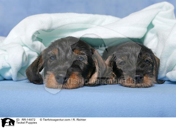 Dackel Welpen / Teckel Puppies / RR-14872