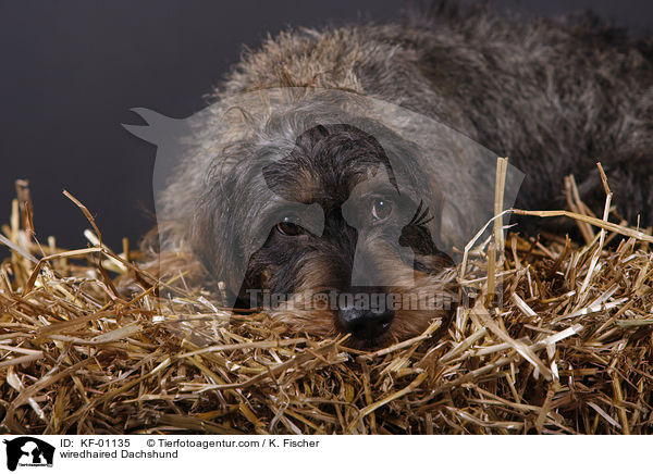 Rauhaardackel / wiredhaired Dachshund / KF-01135