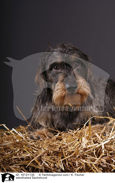 Rauhaardackel / wiredhaired Dachshund / KF-01136