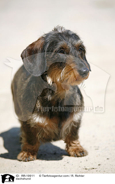 dachshund / RR-19911