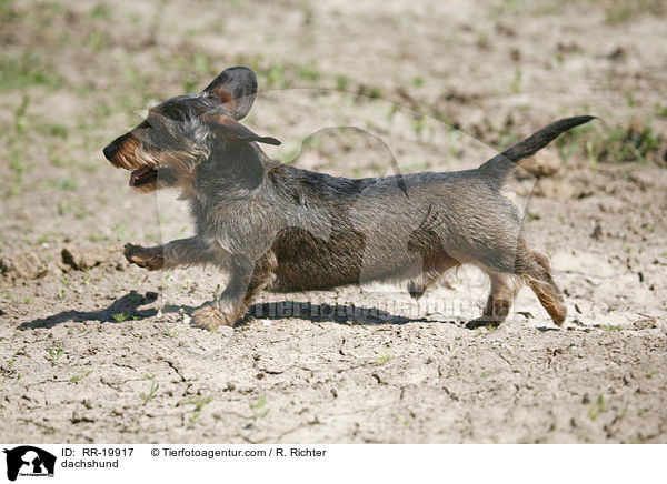 Rauhaardackel / dachshund / RR-19917