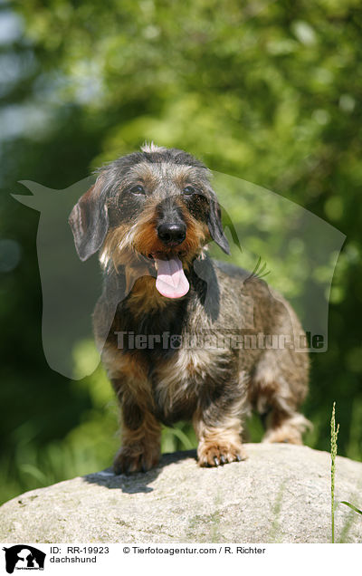 dachshund / RR-19923