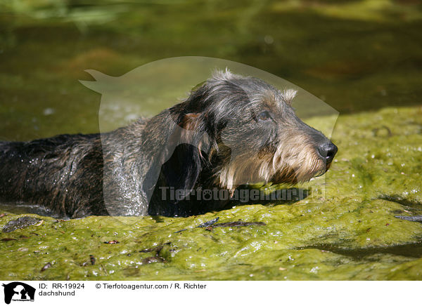 dachshund / RR-19924