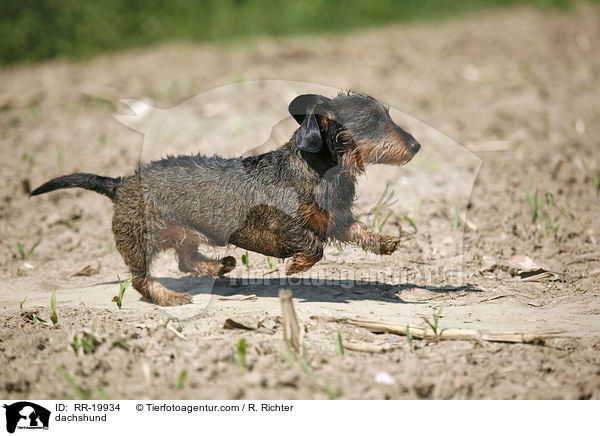 Rauhaardackel / dachshund / RR-19934