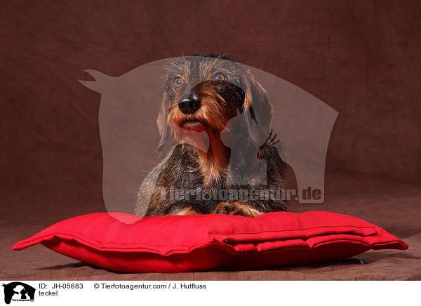 Rauhaardackel / teckel / JH-05683