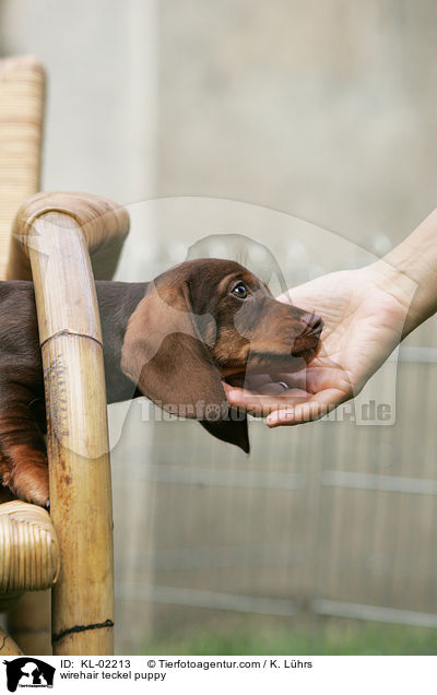 Rauhaardackel Welpe / wirehair teckel puppy / KL-02213