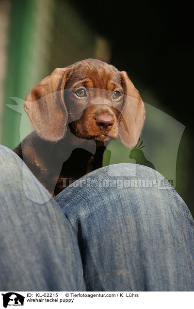 Rauhaardackel Welpe / wirehair teckel puppy / KL-02215