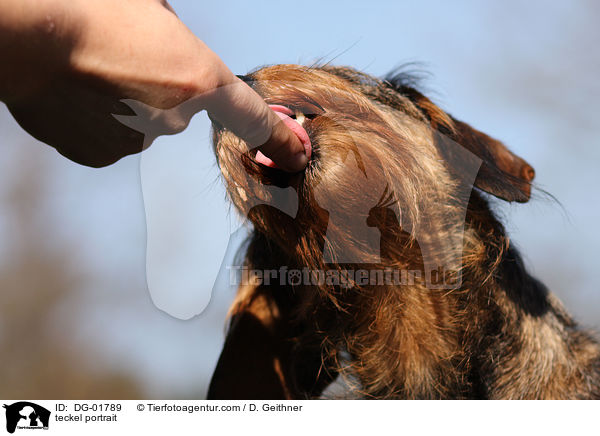 Rauhaardackel Portrait / teckel portrait / DG-01789