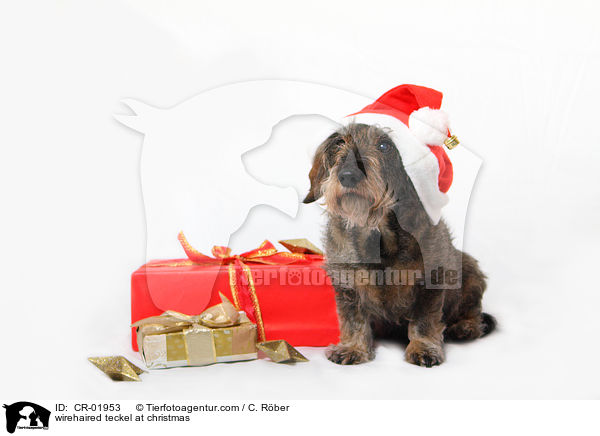 Rauhaardackel zu Weihnachten / wirehaired teckel at christmas / CR-01953