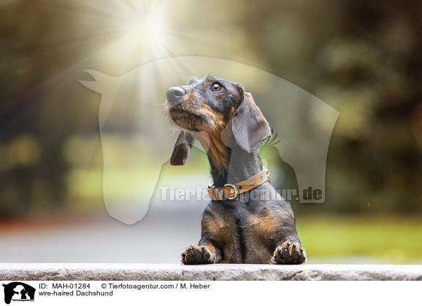 Rauhaardackel / wire-haired Dachshund / MAH-01284