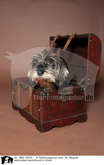 Dackel in Holzkiste / wire-haired dachshund in chest / MW-13679