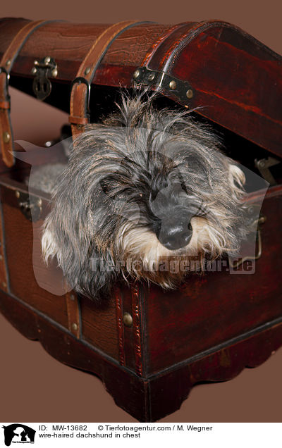 Dackel in Holzkiste / wire-haired dachshund in chest / MW-13682