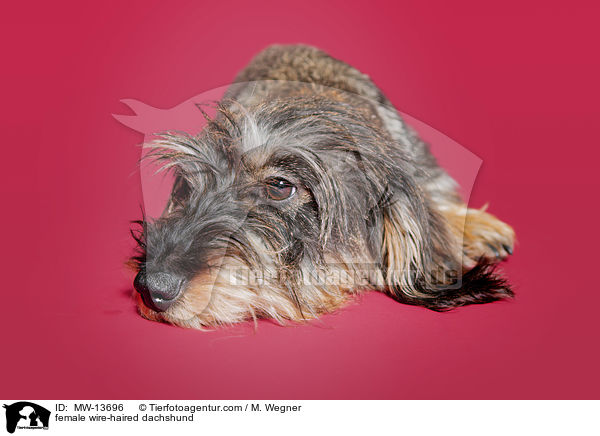 Rauhaardackel Hndin / female wire-haired dachshund / MW-13696