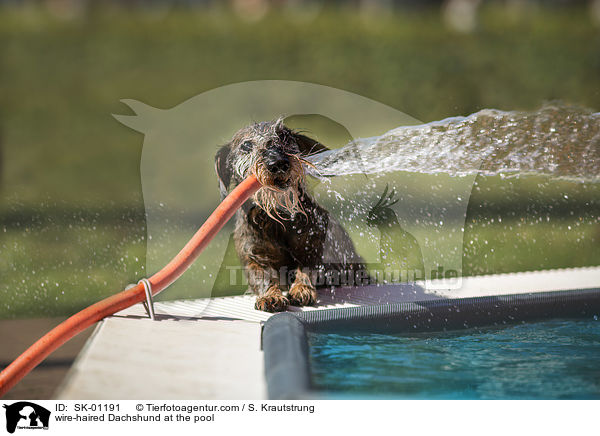 Rauhaardackel am Pool / wire-haired Dachshund at the pool / SK-01191