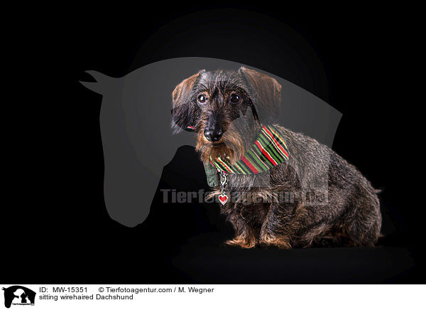 sitzender Rauhaardackel / sitting wirehaired Dachshund / MW-15351