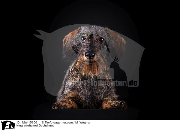 lying wirehaired Dachshund / MW-15356