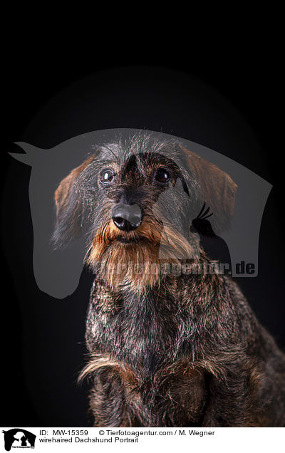 wirehaired Dachshund Portrait / MW-15359