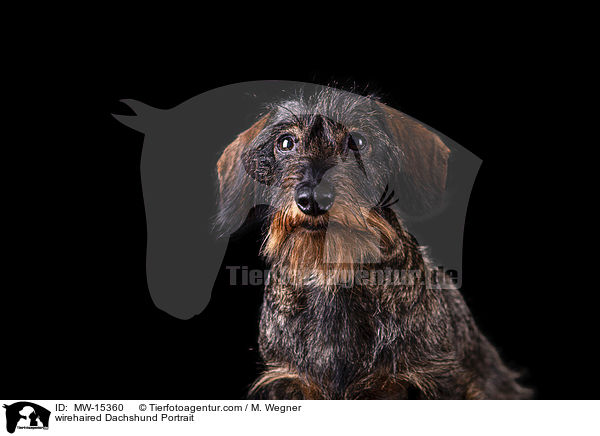 wirehaired Dachshund Portrait / MW-15360