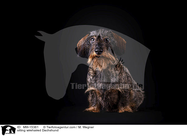 sitting wirehaired Dachshund / MW-15361