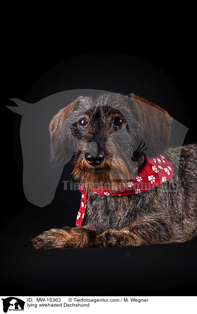 lying wirehaired Dachshund / MW-15363