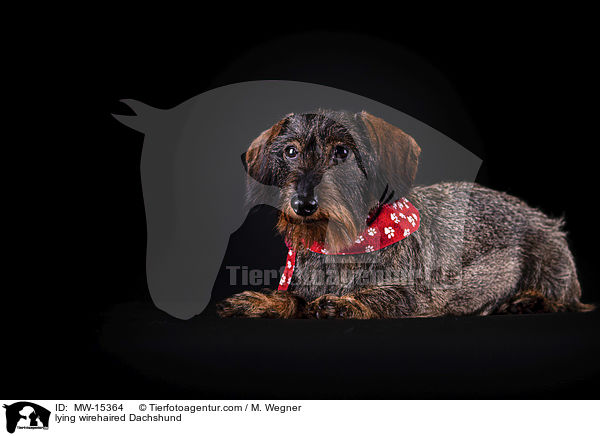 lying wirehaired Dachshund / MW-15364