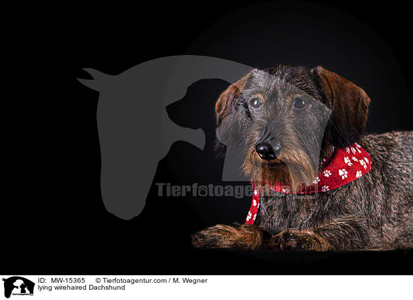 lying wirehaired Dachshund / MW-15365