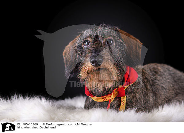 lying wirehaired Dachshund / MW-15369