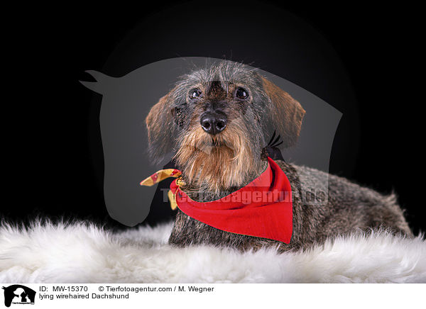 lying wirehaired Dachshund / MW-15370