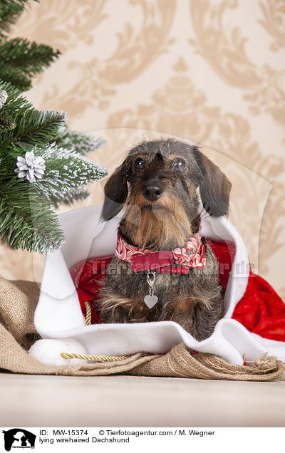 lying wirehaired Dachshund / MW-15374