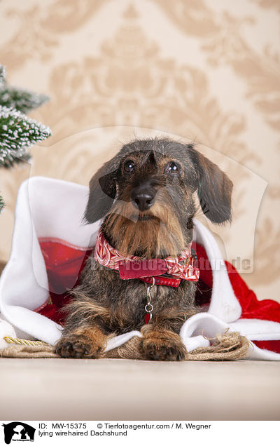 lying wirehaired Dachshund / MW-15375