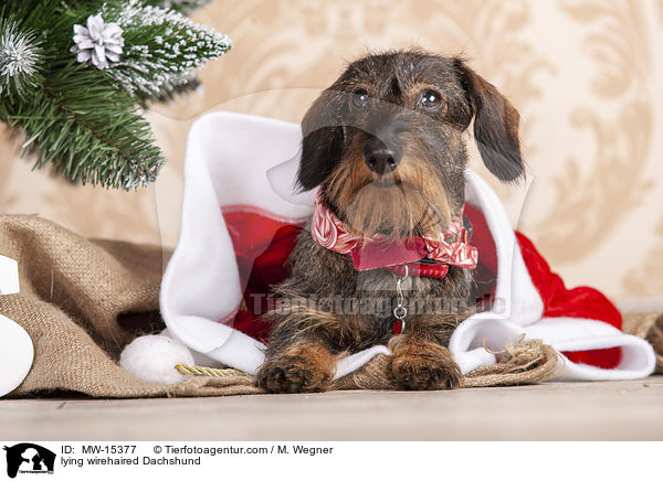 lying wirehaired Dachshund / MW-15377