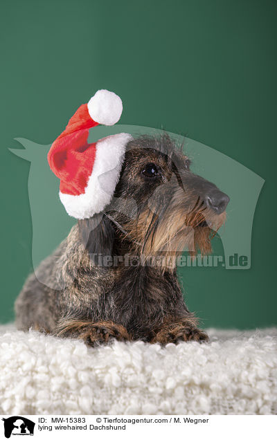 lying wirehaired Dachshund / MW-15383