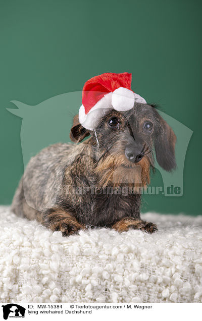 lying wirehaired Dachshund / MW-15384