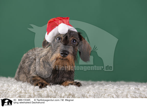 lying wirehaired Dachshund / MW-15385