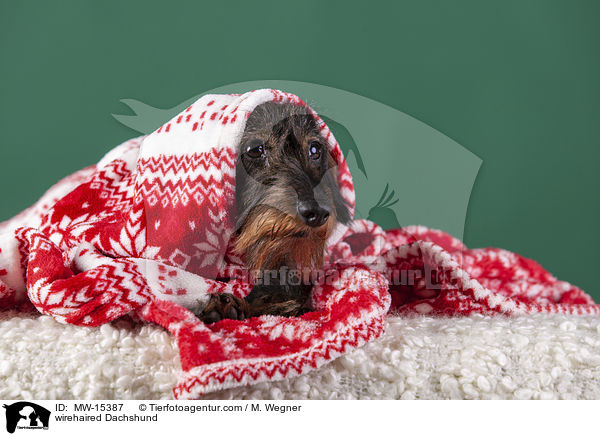 wirehaired Dachshund / MW-15387