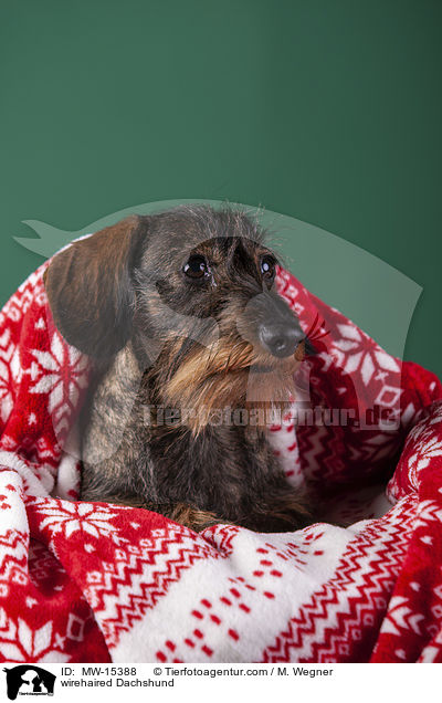wirehaired Dachshund / MW-15388