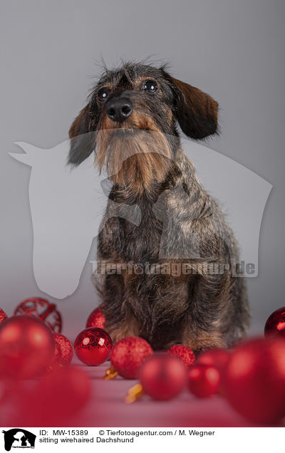 sitting wirehaired Dachshund / MW-15389