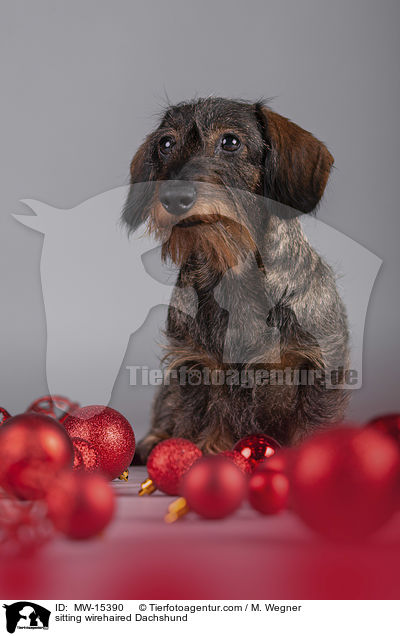 sitting wirehaired Dachshund / MW-15390