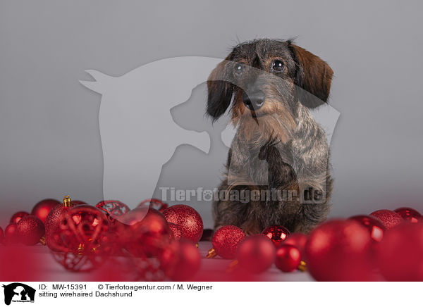 sitting wirehaired Dachshund / MW-15391