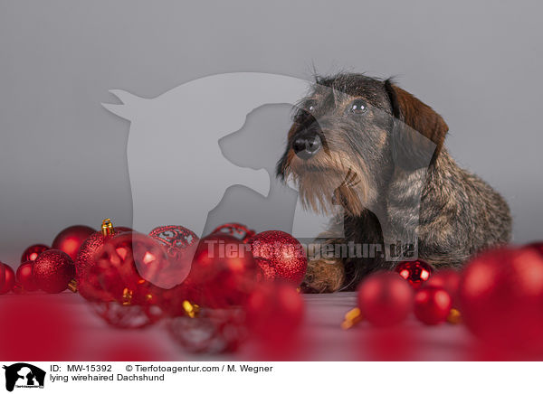 lying wirehaired Dachshund / MW-15392
